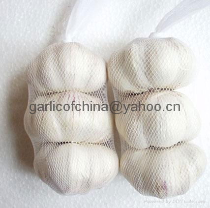 Pure white garlic of China 2011 4