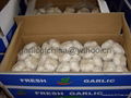 Pure white garlic of China 2011 5