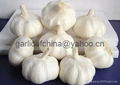 Pure white garlic of China 2011 3