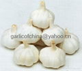 Super white garlic 3