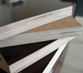 Poplar Film Faced Plywood 2