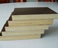 Pine Film Faced Plywood 2