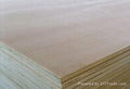 Poplar Construction Plywood