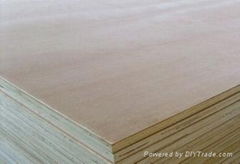 Poplar Construction Plywood