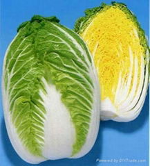 chinese cabbage