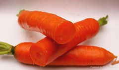 carrot