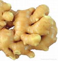 fresh ginger 2