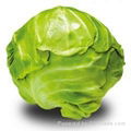 fresh cabbage