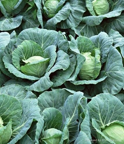 fresh cabbage 2
