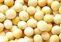 soybean extract 1
