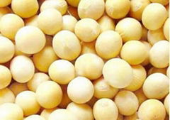 soybean extract