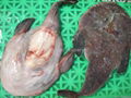 monkfish 3