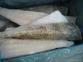 pacific cod 1