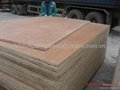 Hardwood Plywood from VTRACO