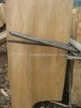 Eucalyptus core Veneer for making Plywood from Vietnam 4