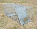 Collapsible Raccoon Trap