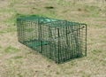 Collapsible Beaver Skunk Raccoon Trap 1