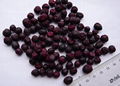 Freeze dried blueberry whole