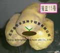 早熟土豆种子荷兰15号 4