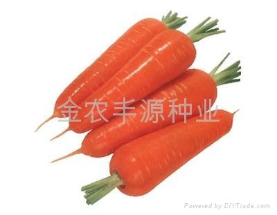 日本进口胡萝卜种子 2