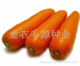 日本进口胡萝卜种子 3