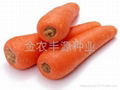 日本進口胡蘿蔔種子 4