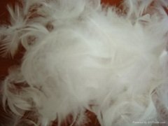 washed white duck feather 