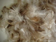 washed grey duck feather 