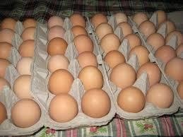 Fresh chicken Eggs Brown/White