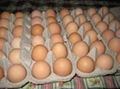 Fresh chicken Eggs Brown/White 1