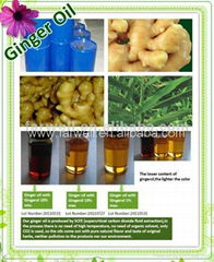 Farwell Ginger oil,100% pure