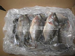 Frozen Black TILAPIA Whole Round