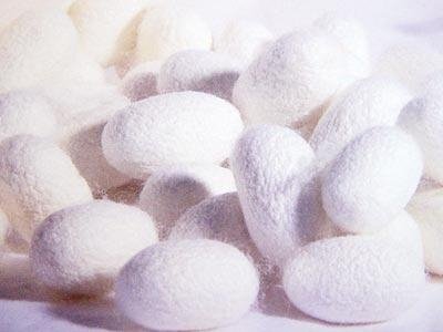 Silk protein extract powder 2