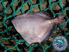 Smooth Oreo Dory Fillet