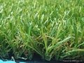 Landscaping turf grass