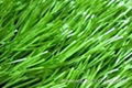 Durable soccer turf