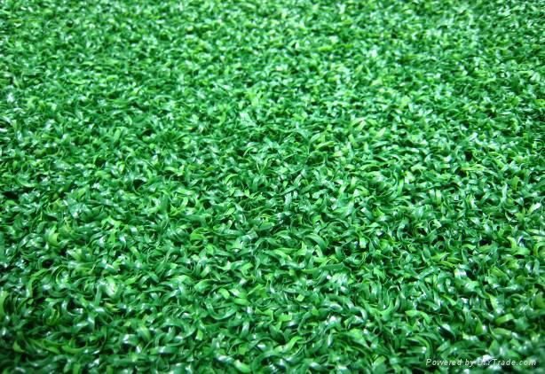 Golf green turf