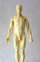 藝用骨骼肌肉模型
