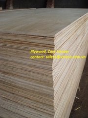 Eucalyptus Plywood