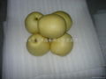 Fresh Crown pear 3