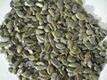 pumpkin seed kernels (AA) 1