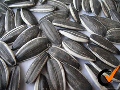 2011 long striped sunflower seeds