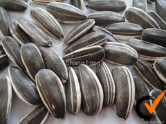 sunflower seeds in 2010