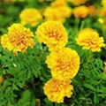 Marigold extract 1