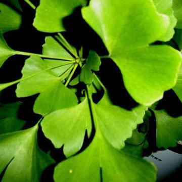 Ginkgo Biloba leaf extract