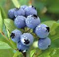 Bilberry extract