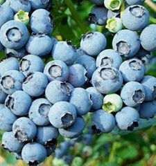 Blueberry extract