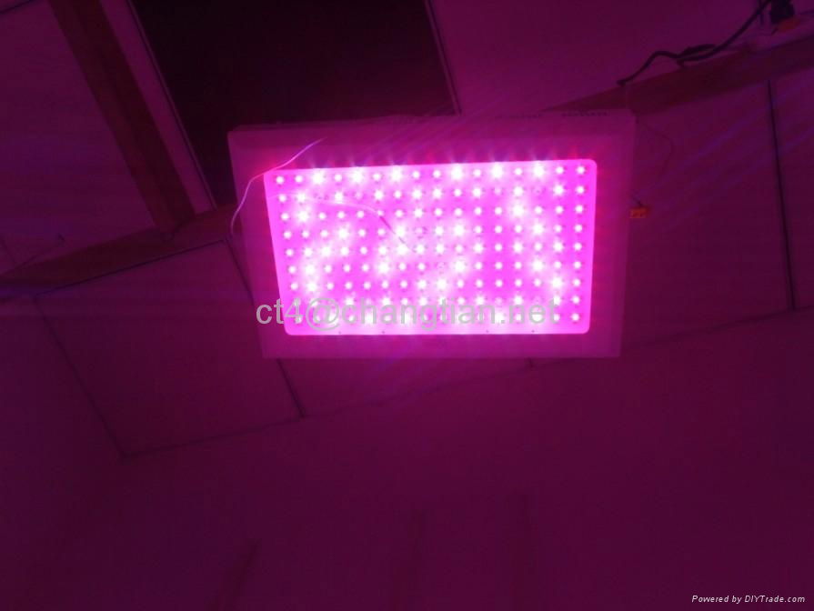 300W led 植物燈 4