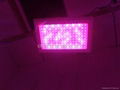 300W led 植物灯 4