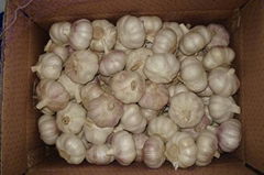 Garlic